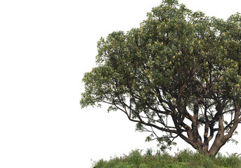Tree on a transparent background
