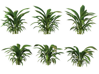 Obraz premium Tropical plants on a transparent background 