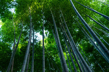 Serene Bamboo Forest Path in Arashiyama, Kyoto, Japan