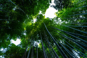 Serene Bamboo Forest Path in Arashiyama, Kyoto, Japan
