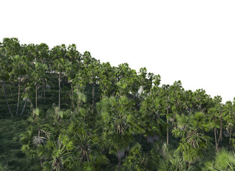 Palm garden on a transparent background
