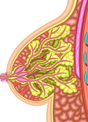 女性　乳房　イラスト