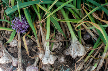 Freshly harvested heads of garlic, healthy, tasty cloves of fresh greens