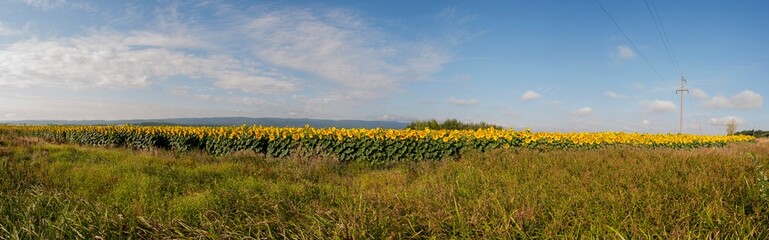 Sunflower field in the afternoon. Panorama of beautiful nature landscape. Farm field idyllic scene