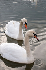white swans group on the lake swim well under the bright sun