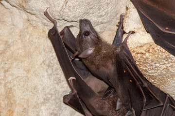 A bat in the cave crawling on the rocks