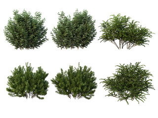 Shrubs and bush on a transparent background

