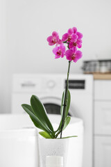 Beautiful orchid flower in bathroom closeup