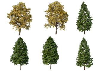 Tree on a transparent background
