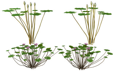 lotus on a transparent background
