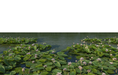 Plants in the river on a transparent background
