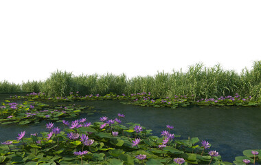 Plants in the river on a transparent background
