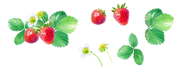イチゴの水彩イラスト、花、葉、果実のパーツセット（透過背景）