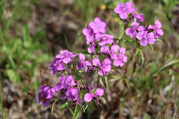 Fototapeta premium 植物・花