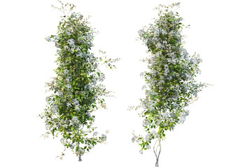 Obraz premium Ivy on a transparent background 