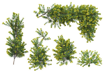 Obraz premium Ivy on a transparent background 