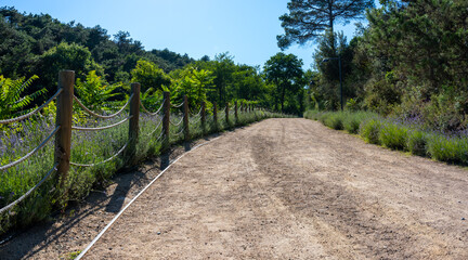 Ataturk Kent Ormani in Istanbul Turkey. Ataturk Kent City Forest. Green park nature in Istanbul city.  Trekking path in the forest. Walking pathway. Healthy lifestyle. Running in the forest. 