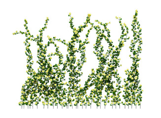 3d Render Ivy Plants Isolated  on white