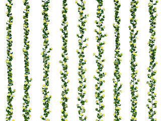 3d Render Ivy Plants Isolated  on white