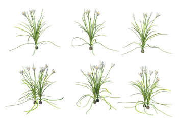 Flowers on a transparent background
