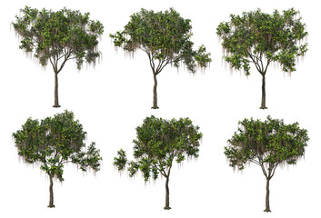 Tree on a transparent background
