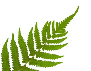 the top of the male fern leaf green on a white background
