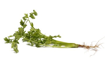 white background One cilantro is a staple in cooking.