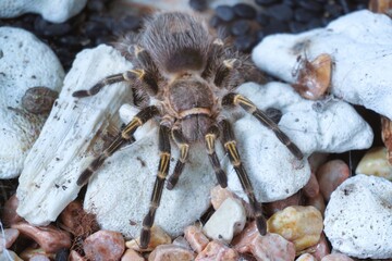 big gray spider on a white stone
