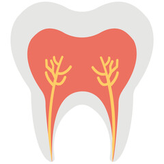 Tooth Roots 