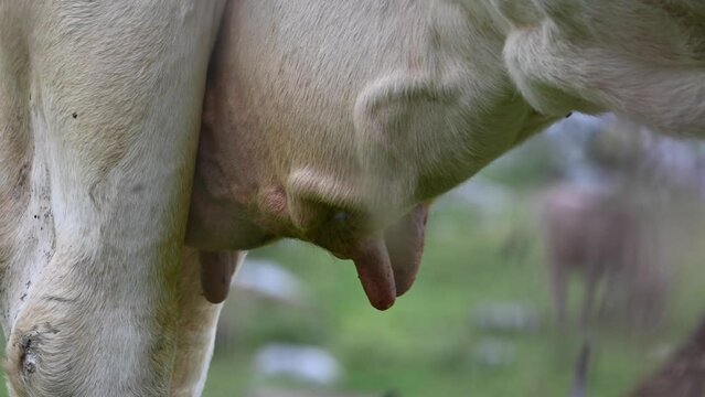 nipples of a cow, udders of the animal in a Swiss meadow in the Alps, Obwalden, Engelberg