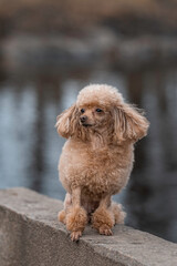 portrait of a small dog on the shore of a pond