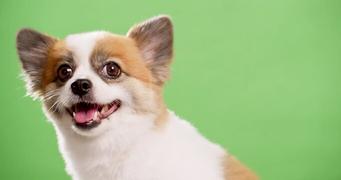 Cute Chihuahua filmed with green background - chroma key in studio