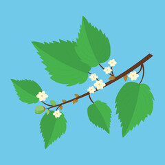 branch with flowers and buds