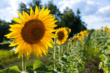 Sunflowers to the very horizon