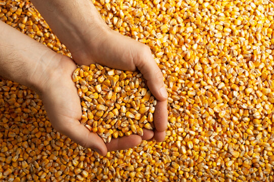 Human caucasian hands with maize corns over corn background