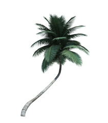 Nature object coconut  tree isolated  white background