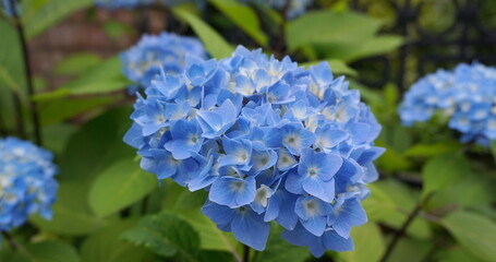 Beautiful flowering Hydrangea Macrophylla Enziandom with  blue flowers close up.