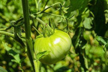 Bush with green tomato, closeup