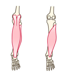 腓腹筋とヒラメ筋、下腿三頭筋、アキレス腱、ふくらはぎ