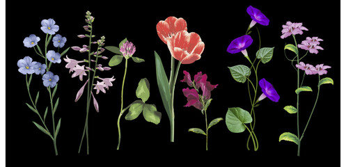 Set of beautiful wild flowers on a black background