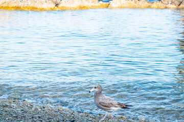 Seagull Strolling on a Pebble Beach – Jodogahama, Japan