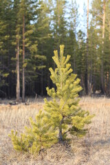 Young small pine tree in the forest