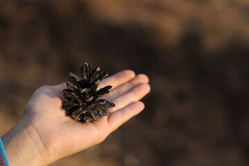 Old pine cone on child's palm