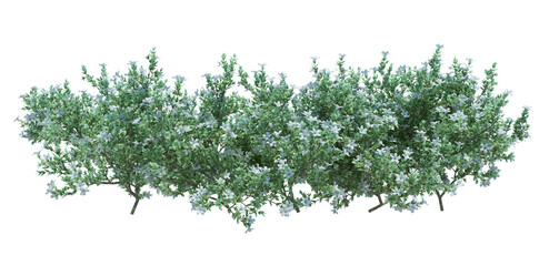 3d Render Brush Tree Isolated  on white