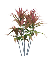 3d Render Brush Tree Isolated  on white