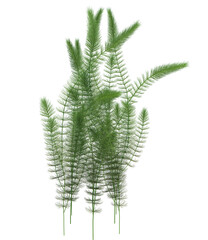 3d Render Pond Tree Isolated  on white