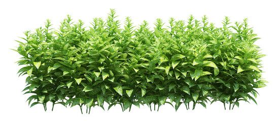 3d Render Brush Tree Isolated  on white