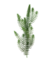 3d Render Pond Tree Isolated  on white