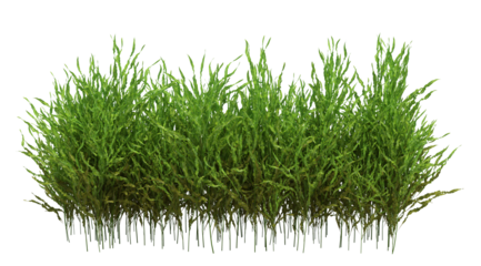 3d Render Brush Tree Isolated  on white