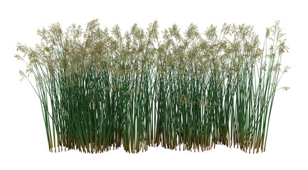 3d Render Brush Tree Isolated  on white